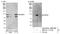 WD repeat-containing protein 3 antibody, NB100-77296, Novus Biologicals, Western Blot image 