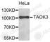 TAO Kinase 3 antibody, A4730, ABclonal Technology, Western Blot image 