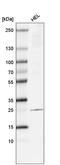 Lysosomal-associated transmembrane protein 4B antibody, AMAb91356, Atlas Antibodies, Western Blot image 