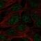 Spermatogenesis Associated Serine Rich 1 antibody, PA5-65083, Invitrogen Antibodies, Immunofluorescence image 