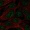 Spermatogenesis Associated Serine Rich 1 antibody, PA5-65083, Invitrogen Antibodies, Immunofluorescence image 