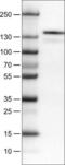 c-Kit antibody, NBP2-52975, Novus Biologicals, Western Blot image 