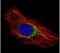 Prohibitin antibody, PA5-27329, Invitrogen Antibodies, Immunofluorescence image 