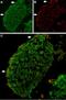 Transient Receptor Potential Cation Channel Subfamily V Member 2 antibody, PA5-77318, Invitrogen Antibodies, Immunohistochemistry frozen image 