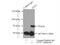 GUF1 Homolog, GTPase antibody, 17489-1-AP, Proteintech Group, Immunoprecipitation image 