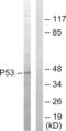 p53 antibody, abx013359, Abbexa, Western Blot image 