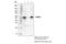 Serine Hydroxymethyltransferase 2 antibody, 33443S, Cell Signaling Technology, Immunoprecipitation image 