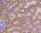 Ubiquitin D antibody, NBP2-67917, Novus Biologicals, Immunohistochemistry paraffin image 