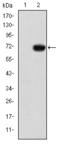GATA Binding Protein 5 antibody, STJ98102, St John