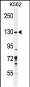 Pleckstrin Homology And RhoGEF Domain Containing G3 antibody, PA5-71481, Invitrogen Antibodies, Western Blot image 