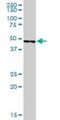 Serpin Family A Member 5 antibody, H00005104-B01P, Novus Biologicals, Western Blot image 