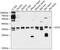 Syntaxin 2 antibody, 13-653, ProSci, Western Blot image 