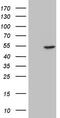 Steroid hormone receptor ERR1 antibody, TA809104S, Origene, Western Blot image 