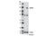 Tectonin Beta-Propeller Repeat Containing 1 antibody, 8097S, Cell Signaling Technology, Western Blot image 