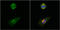 Tubulin Gamma Complex Associated Protein 4 antibody, GTX115949, GeneTex, Immunocytochemistry image 
