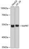 Nicotinate Phosphoribosyltransferase antibody, 14-060, ProSci, Western Blot image 