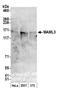 Mastermind Like Transcriptional Coactivator 3 antibody, NB100-2128, Novus Biologicals, Western Blot image 