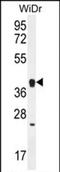 Olfactory Receptor Family 2 Subfamily T Member 8 antibody, PA5-71637, Invitrogen Antibodies, Western Blot image 