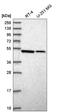 Septin 10 antibody, NBP2-56906, Novus Biologicals, Western Blot image 