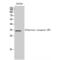 Olfactory Receptor Family 6 Subfamily P Member 1 antibody, LS-C385204, Lifespan Biosciences, Western Blot image 