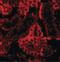 Interferon Regulatory Factor 3 antibody, PA5-20086, Invitrogen Antibodies, Immunofluorescence image 