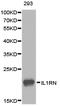 Interleukin 1 Receptor Antagonist antibody, LS-C192803, Lifespan Biosciences, Western Blot image 