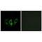 G Elongation Factor Mitochondrial 2 antibody, PA5-50026, Invitrogen Antibodies, Immunofluorescence image 