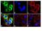 Cyclin Dependent Kinase 1 antibody, 710840, Invitrogen Antibodies, Immunofluorescence image 