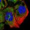 Zinc Finger Protein 622 antibody, HPA036515, Atlas Antibodies, Immunofluorescence image 