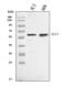 Kruppel Like Factor 4 antibody, A00120-3, Boster Biological Technology, Western Blot image 