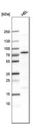MLLT3 Super Elongation Complex Subunit antibody, HPA001824, Atlas Antibodies, Western Blot image 
