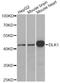 Delta Like Non-Canonical Notch Ligand 1 antibody, A6578, ABclonal Technology, Western Blot image 