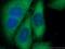 Developmentally Regulated GTP Binding Protein 2 antibody, 14743-1-AP, Proteintech Group, Immunofluorescence image 