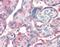 Laminin antibody, orb88680, Biorbyt, Immunohistochemistry paraffin image 
