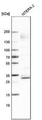 SRY-Box 21 antibody, NBP2-59058, Novus Biologicals, Western Blot image 