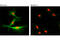 Glycogen Synthase Kinase 3 Beta antibody, 9832S, Cell Signaling Technology, Immunofluorescence image 
