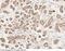 Protein Kinase C Delta antibody, 101037-T10, Sino Biological, Immunohistochemistry frozen image 