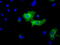 Baculoviral IAP Repeat Containing 5 antibody, LS-C115263, Lifespan Biosciences, Immunofluorescence image 