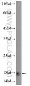 Apolipoprotein C4 antibody, 16530-1-AP, Proteintech Group, Western Blot image 