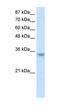 Ribonuclease H2 Subunit A antibody, orb324883, Biorbyt, Western Blot image 