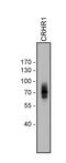 Corticotropin Releasing Hormone Receptor 1 antibody, 711642, Invitrogen Antibodies, Western Blot image 