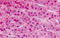 Zinc Finger And BTB Domain Containing 16 antibody, MBS249083, MyBioSource, Immunohistochemistry frozen image 