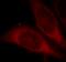 Hydroxymethylglutaryl-CoA synthase, cytoplasmic antibody, FNab03930, FineTest, Immunofluorescence image 