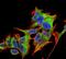 Hypoxia Up-Regulated 1 antibody, NBP2-59346, Novus Biologicals, Immunocytochemistry image 