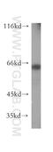 Growth Factor Receptor Bound Protein 10 antibody, 16622-1-AP, Proteintech Group, Western Blot image 