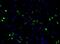 HIV-1 gp24 antibody, NB500-473, Novus Biologicals, Immunofluorescence image 