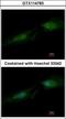 Spermine Synthase antibody, GTX114783, GeneTex, Immunocytochemistry image 