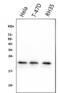 Heat Shock Protein Family B (Small) Member 8 antibody, M02492-2, Boster Biological Technology, Western Blot image 