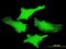 Pim-1 Proto-Oncogene, Serine/Threonine Kinase antibody, orb94734, Biorbyt, Immunofluorescence image 