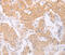 NFKB Inhibitor Epsilon antibody, MBS2520481, MyBioSource, Immunohistochemistry frozen image 